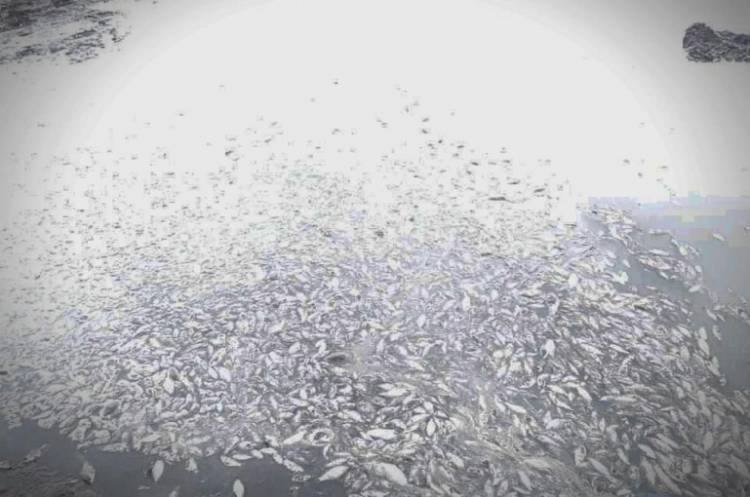 Տաշիրում ջրամբարի ցամաքելու պատճառով ձկները սատկել են