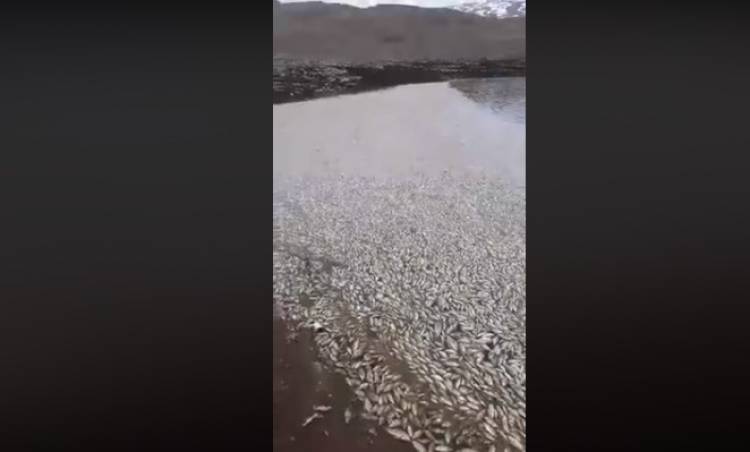 Սևաբերդի ջրամբարում ձկները մասյաբար  սատկել են. տեսանյութ