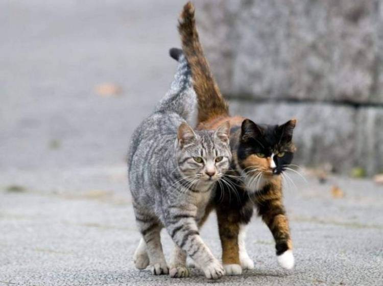Կորոնավիրուսի պատճառով Գումի մոտի կատուները սոված են