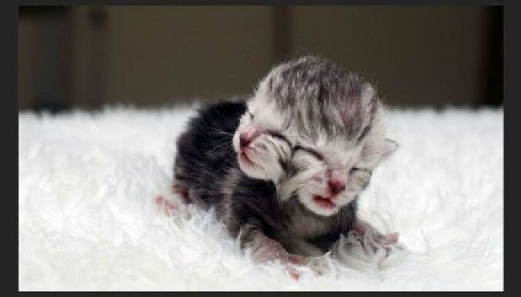 ԱՄՆ-ում երկդիմանի կատու է ծնվել