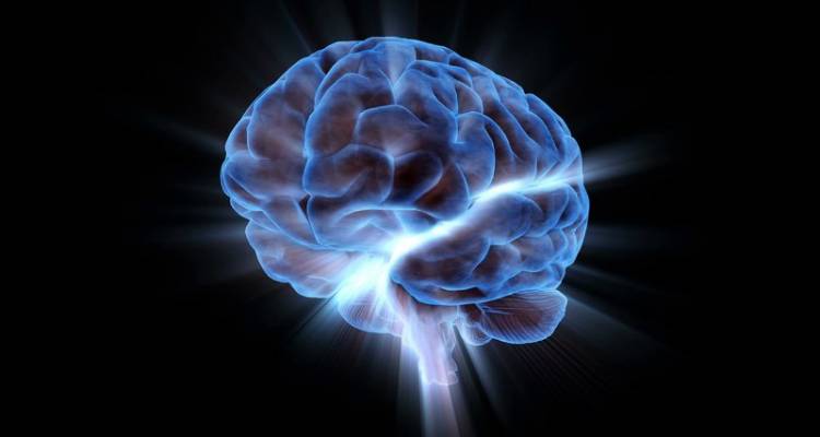 Գիտնականները ցողունային բջիջներից աճեցրել են մարդկային էմբրիոնի գլխուղեղ