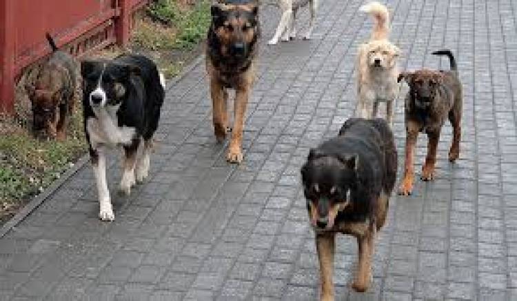 Գյումրիում թափառող շները գզել են մանկահասակ երեխային