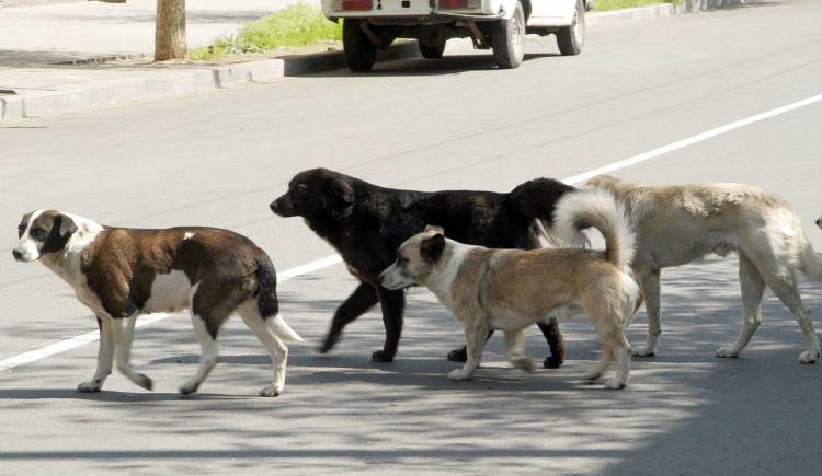 Գյումրիում շների հարձակումից տուժած երեխային երկրորդ անգամ են վիրահատել.վիճակը կայուն ծանր է