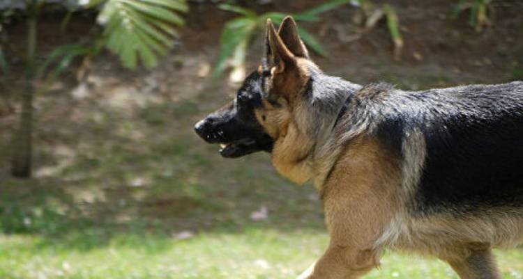 ԱՄԷ-ում կորոնավիրուսով վարակվածներին կհայտնաբերեն շների օգնությամբ