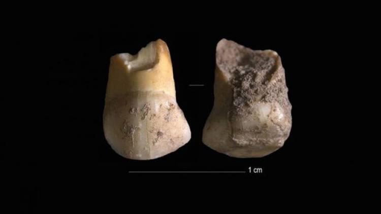 Գիտնականներին զարմացրել է Իտալիայում հայտնաբերված 48 հազար տարեկան ատամը