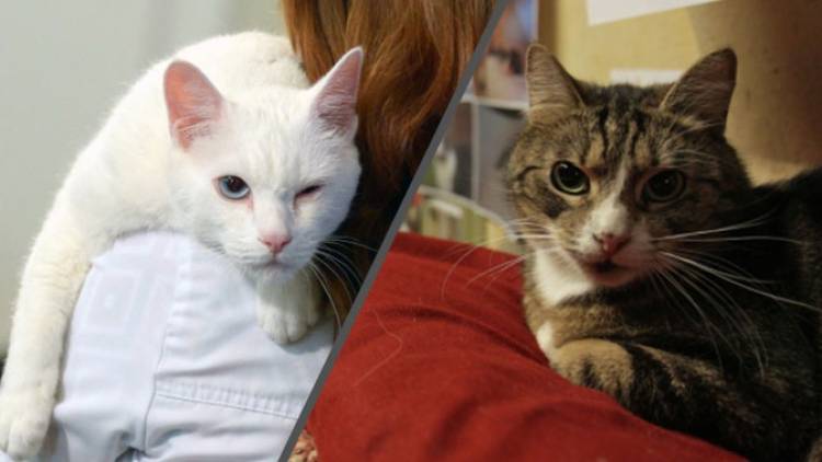 Ֆրանսիացի մեկենասն գումար է կտակել Էրմիտաժի կատուներին