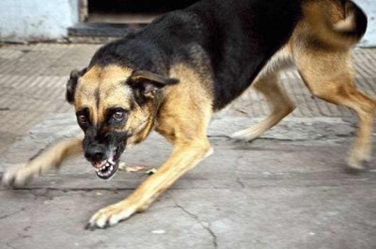 «Ժողովուրդ». Գազազած շները հարձակվում են նույնիսկ աղբարկերի միջից. քանի մարդ է տուժել