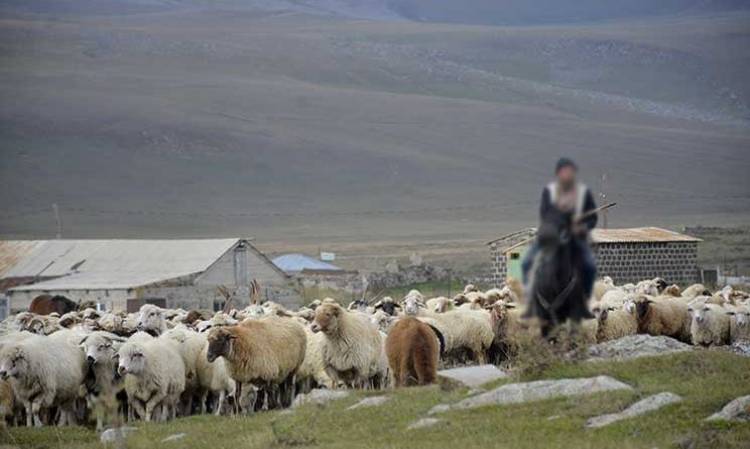 Ադրբեջանցիները կրակել են Կութի հովվի վրա, խլել մեծ թվով անասուններ