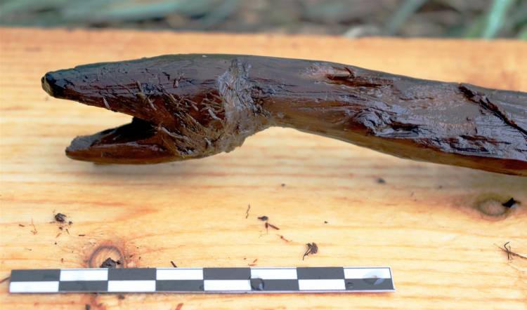 Հնագետները 4,400-ամյա օձանման «գավազան» են հայտնաբերել