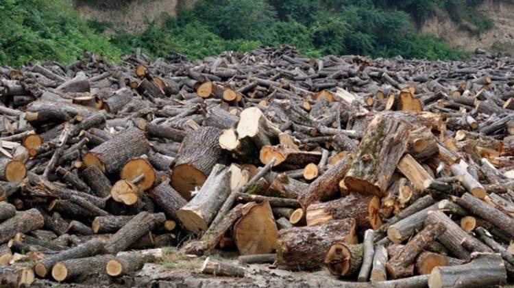Սյունիքի մարզում ապօրինի անտառահատումներն ավելացել են