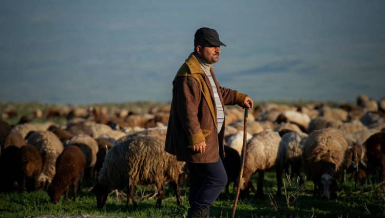 Տեղ համայնքում  հովիվն անհետացել է հոտի հետ․ բնակիչներն ահազանգում են՝ թշնամին է տարել