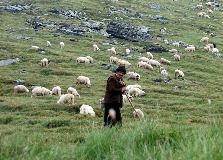 Տեղի առևանգված հովիվը հանձնվել է խաղաղապահներին