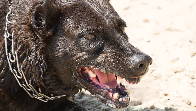 ԱՄՆ-ում շներն հարձակվել են անցորդների վրա, 5 մարդ է տուժել